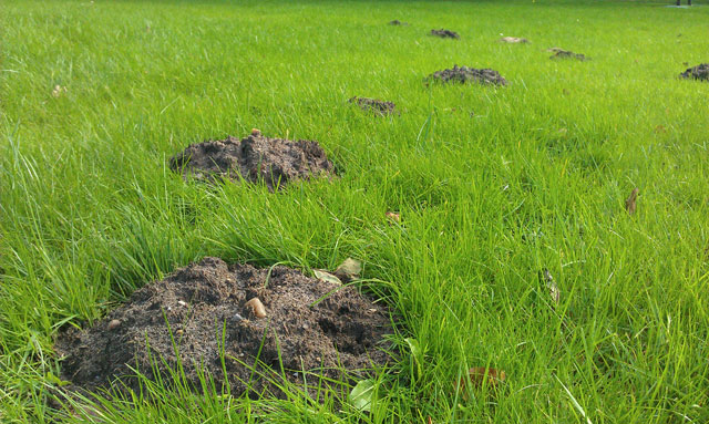 Perlerække af muldvarpeskud i græsplænen